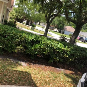 Bush Trimming by Proppa prop lawn care reviewed on August 21, 2025