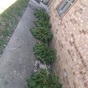 Flower Bed Weeding by Martin LLC reviewed on June 12, 2025