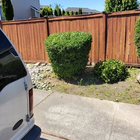 Bush Trimming by BBA BIG BROTHERS IN ACTION LLC reviewed on August 21, 2025