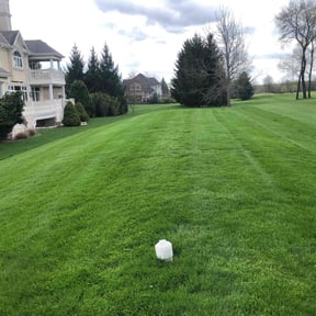 yard maintenance by Major Services reviewed on August 15, 2025