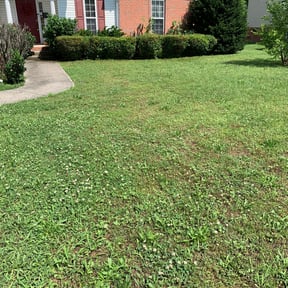 Bush Trimming by Ground effects reviewed on August 15, 2025