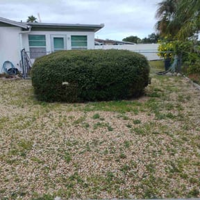 Bush Trimming by T&amp;M Lawn Services reviewed on November 10, 2025