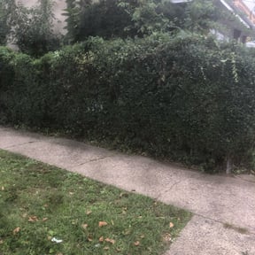 Bush Trimming by Good Guys Lawn and Fence reviewed on August 20, 2025