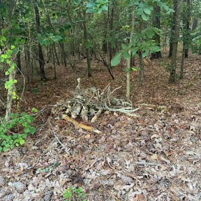 Leaf Removal by JDAA  Lawn Care Service LLC reviewed on July 2, 2026