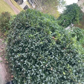 Bush Trimming by ShiftChange LLC Lawn Service reviewed on October 22, 2025