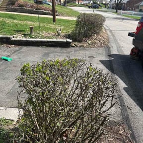 Bush Trimming by Part Time Hubby reviewed on April 6, 2026
