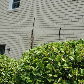 Bush Trimming by Edis Marin reviewed on August 16, 2025