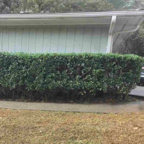 Bush Trimming by Integrity Lawn Care reviewed on November 21, 2025