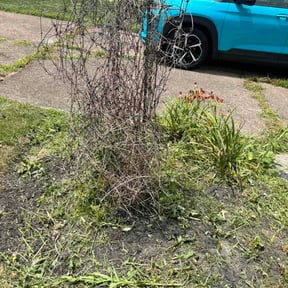 Flower Bed Weeding by Power T Properties reviewed on July 29, 2026