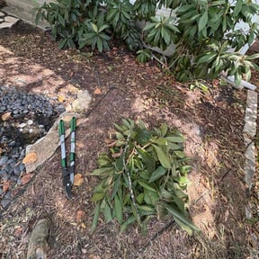 Bush Trimming by Boss Outdoor Service reviewed on October 19, 2025