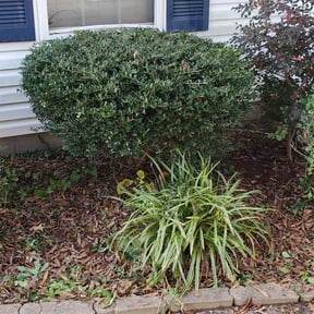 Bush Trimming by Budget lawn solutions reviewed on August 18, 2025