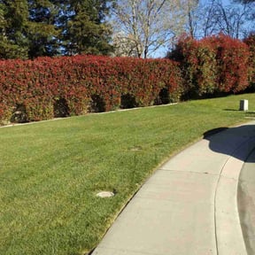 lawn care services by Christian Brothers Maintenance reviewed on May 29, 2025