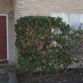 Bush Trimming by M Taghavi landscaping &amp; services reviewed on October 23, 2025