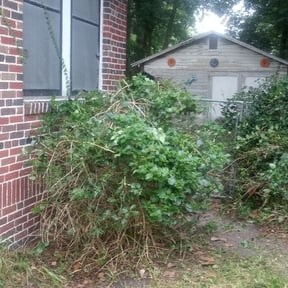 Bush Trimming by All Trim Lawn Services, Inc. reviewed on August 17, 2025