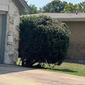 Bush Trimming by Rios Enterprise Lawn Mowing Services LLC reviewed on November 19, 2025