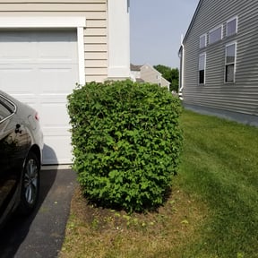 Bush Trimming by A&M reviewed on August 17, 2025