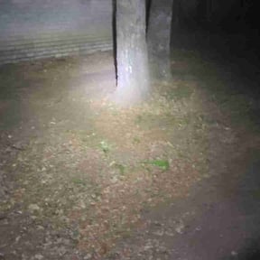 Leaf Removal by Mr &amp; Mrs Lawngevity reviewed on September 8, 2025