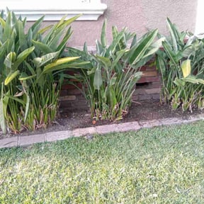 Bush Trimming by Grassworks reviewed on October 18, 2025