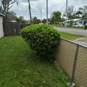 Bush Trimming by P and c landscaping reviewed on August 19, 2025