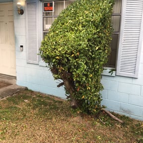 Bush Trimming by Triangle lawn care solutions reviewed on August 19, 2025