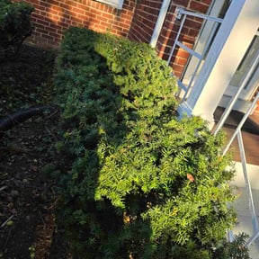 Bush Trimming by Dan's Lawn &amp; Landscaping reviewed on January 20, 2026