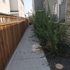 Bush Trimming by EV Great Valley Landscaping,LLC. reviewed on August 20, 2025