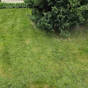 lawn care by The Thomas Firm LLC. reviewed on March 11, 2024