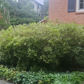 Bush Trimming by KeyBoy Entertainment reviewed on August 18, 2025