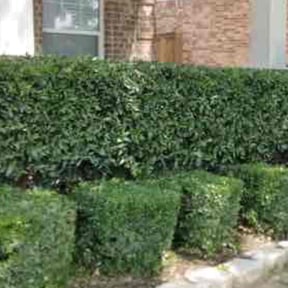 Bush Trimming by Father n Son git'er done Handyman and lawn service reviewed on August 16, 2025