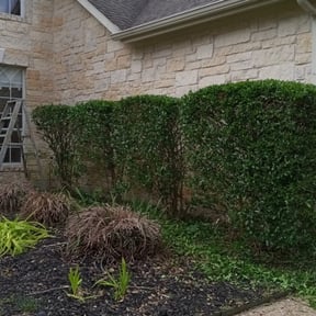 Bush Trimming by Improved lawns reviewed on August 15, 2025