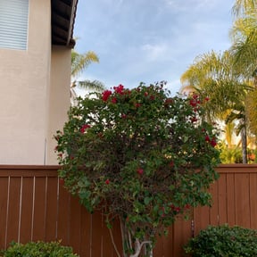 Bush Trimming by Savage Landscaping reviewed on August 15, 2025