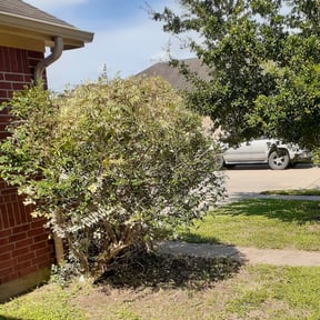 Bush Trimming by Y&R reviewed on August 20, 2025