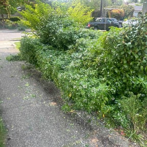 Bush Trimming by G&G Yard Care reviewed on August 15, 2025