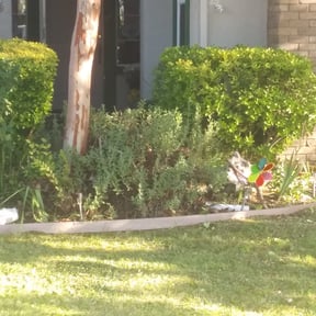 Bush Trimming by Rodriguez Lawn Care LLC reviewed on August 16, 2025