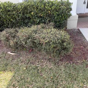 Flower Bed Weeding by Scott's Landscape and pool service reviewed on February 27, 2026