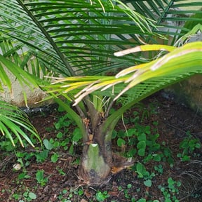 Bush Trimming by 5280 Lawns Llc reviewed on August 18, 2025