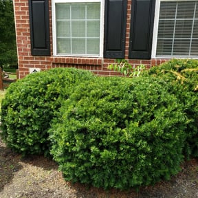Bush Trimming by Mike's Mowing and Landscaping reviewed on August 18, 2025