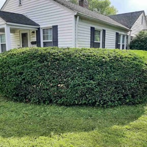 Bush Trimming by Oak Landscaping reviewed on August 17, 2025