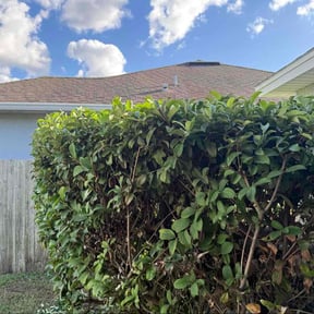 Bush Trimming by Carlos One Stop Landscaping reviewed on January 23, 2026