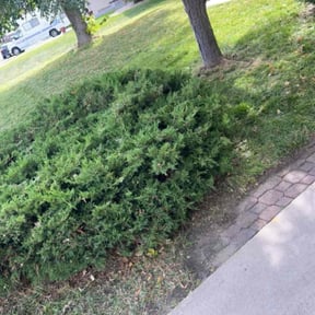Bush Trimming by Signature Lawn Care LLC. reviewed on August 13, 2025