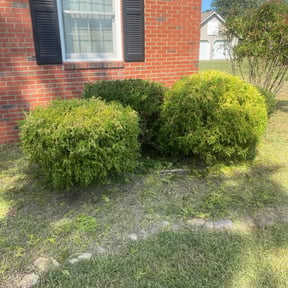 Bush Trimming by Nextdoor Lawn Services LLC reviewed on August 15, 2025