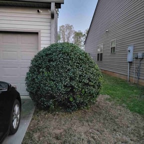 Bush Trimming by Ground effects reviewed on August 18, 2025