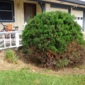 Bush Trimming by Mighty Mowing Yard Rangers reviewed on August 17, 2025