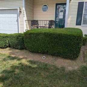 Bush Trimming by Maximum Effort Cuts reviewed on October 22, 2025