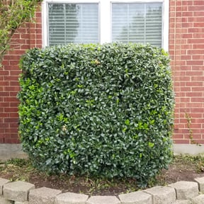 Bush Trimming by JC Landscaping reviewed on August 15, 2025