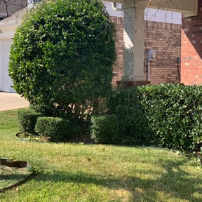 Bush Trimming by BD's Platinum Lawncare LLC reviewed on August 18, 2025