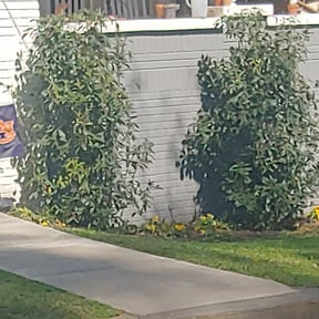 Bush Trimming by Big boy lawns reviewed on August 16, 2025