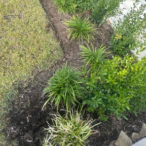 Flower Bed Weeding by Branch's Lawn Care reviewed on November 30, 2025