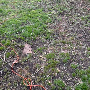 Leaf Removal by Starview lawncare reviewed on June 1, 2026