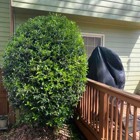 Bush Trimming by Jasmines Lawn and More reviewed on April 29, 2026